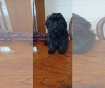 Small Photo #1 Havanese-Poogle Mix Puppy For Sale in AMADO, AZ, USA