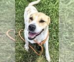 Small Photo #3 Staffordshire Bull Terrier-Unknown Mix Puppy For Sale in Houston, TX, USA