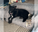 Small #5 Siberian Husky Mix