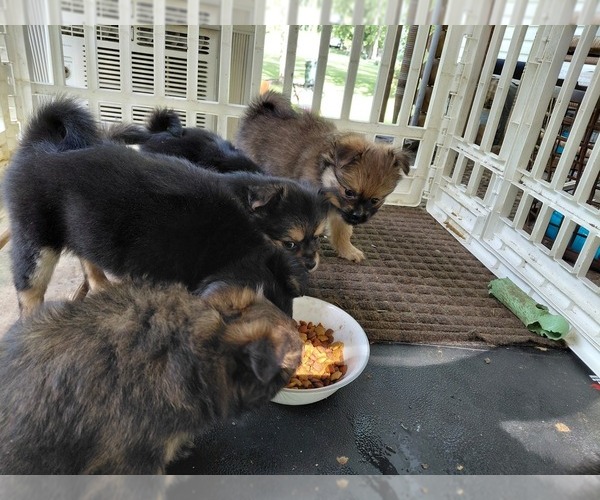 Medium Photo #4 Yoranian Puppy For Sale in MORROW, OH, USA