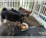 Small Photo #16 Yoranian Puppy For Sale in MORROW, OH, USA