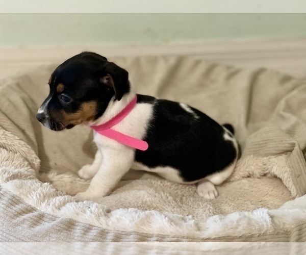 Medium Photo #2 Jack Russell Terrier Puppy For Sale in FORT PIERCE, FL, USA