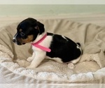 Small Photo #2 Jack Russell Terrier Puppy For Sale in FORT PIERCE, FL, USA