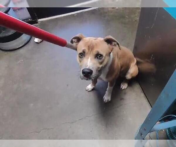 Medium Photo #1 American Pit Bull Terrier-Unknown Mix Puppy For Sale in Tulsa, OK, USA