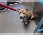 Small American Pit Bull Terrier Mix