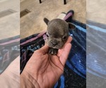 Frenchie - Male French Bulldog Puppy for Sale - Photo #4