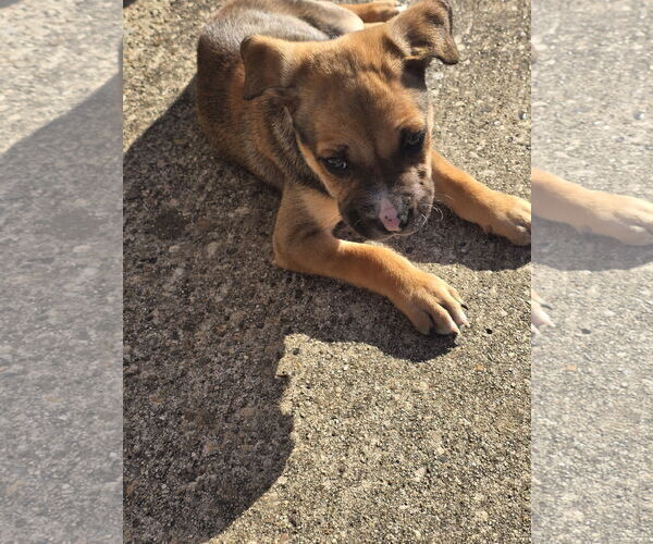 Medium Photo #6 Boxer-Unknown Mix Puppy For Sale in The Woodlands, TX, USA