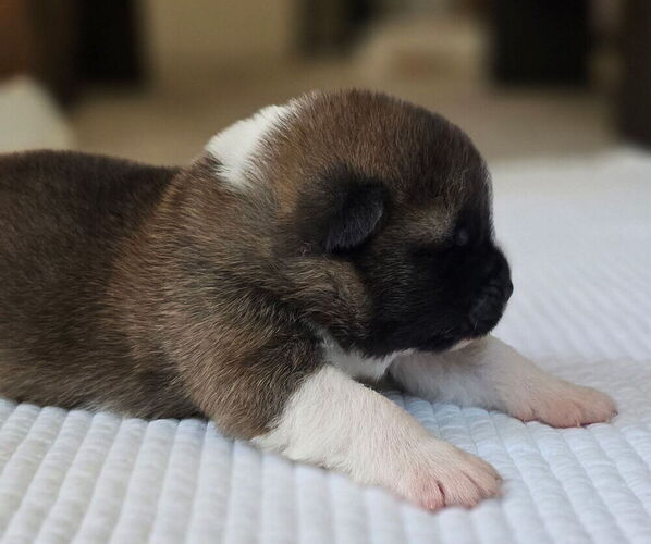 Medium Photo #7 Akita Puppy For Sale in STRAFFORD, MO, USA