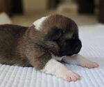 Small #6 Akita