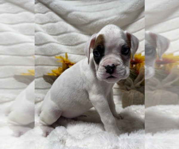 Medium Photo #3 Boxer Puppy For Sale in PAWNEE CITY, NE, USA