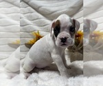 Small Photo #3 Boxer Puppy For Sale in PAWNEE CITY, NE, USA