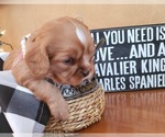 Small Photo #1 Cavalier King Charles Spaniel Puppy For Sale in MEMPHIS, NY, USA