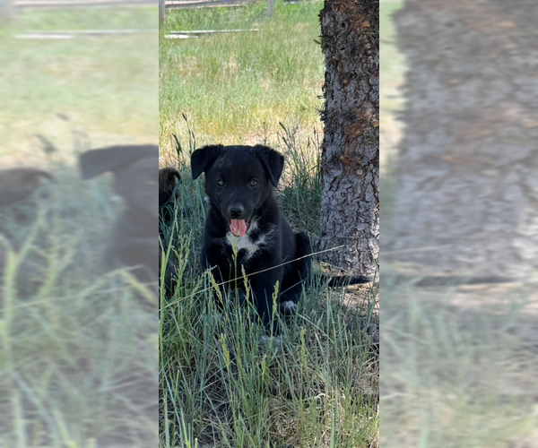 Medium Photo #4 Boxer-Unknown Mix Puppy For Sale in MIDWAY, UT, USA