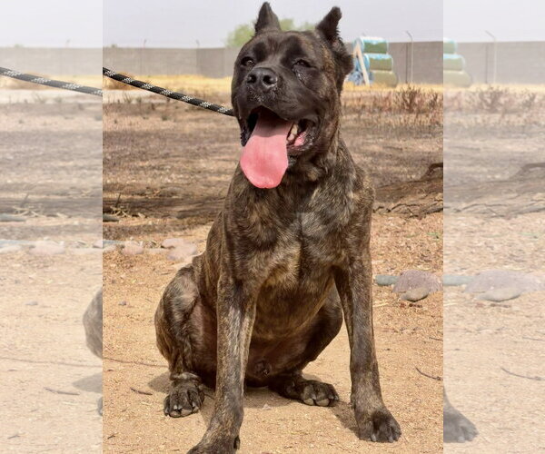 Medium Photo #2 Mutt Puppy For Sale in Goodyear, AZ, USA