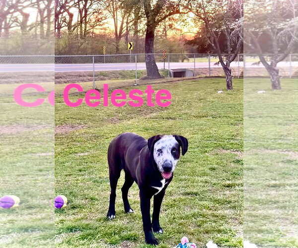 Medium Photo #4 Catahoula Leopard Dog-Great Dane Mix Puppy For Sale in Alexander, AR, USA