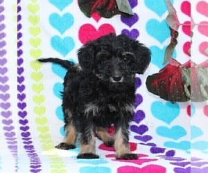 Labradoodle-Poodle (Miniature) Mix Puppy for sale in PARADISE, PA, USA