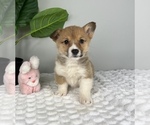 Small Photo #1 Pembroke Welsh Corgi Puppy For Sale in FRANKLIN, IN, USA