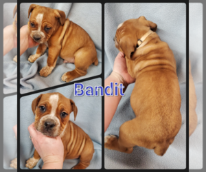 Olde English Bulldogge Puppy for sale in WHEELER, MI, USA