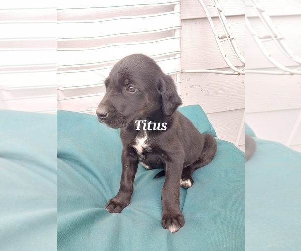 Medium Photo #8 English Cream Golden Retriever-Newfoundland Mix Puppy For Sale in SHEBOYGAN FALLS, WI, USA