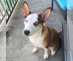 Small Photo #2 Ausky Puppy For Sale in ATLANTA, GA, USA