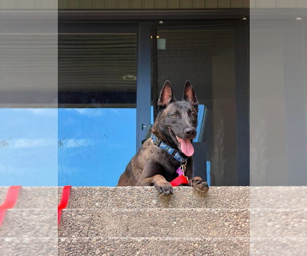 Medium Photo #3 Mutt Puppy For Sale in Imlay City, MI, USA