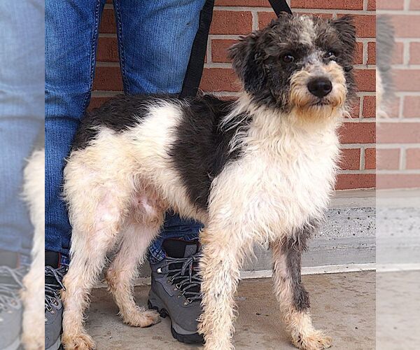 Medium Photo #2 Portuguese Water Dog-Unknown Mix Puppy For Sale in Carrollton, TX, USA