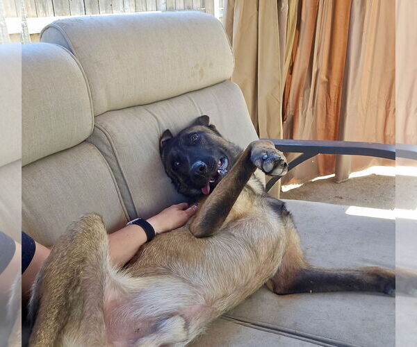 Medium Photo #6 Mutt Puppy For Sale in Stevens Point, WI, USA