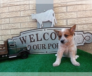 Australian Cattle Dog Puppy for sale in CARTHAGE, TX, USA