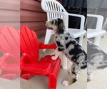 Small Photo #7 Australian Shepherd-Unknown Mix Puppy For Sale in JEROMESVILLE, OH, USA