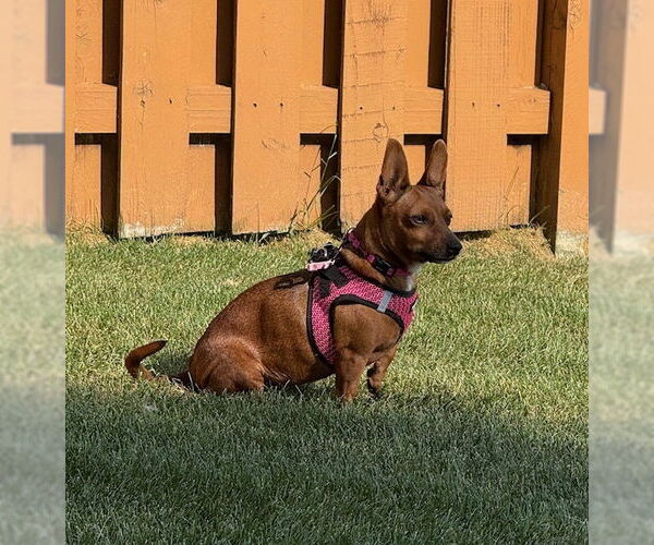 Medium Photo #2 Chiweenie Puppy For Sale in Mundelein, IL, USA