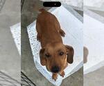 Small #1 French Bull Weiner