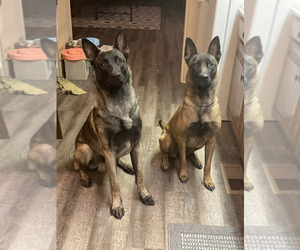 Belgian Malinois Puppy for sale in WILLIS, TX, USA