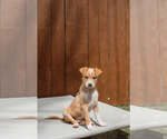 Small #1 Mutt