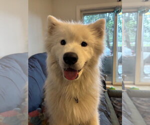 Samoyed Dogs for adoption in Sykesville, MD, USA