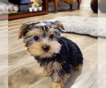 Small Photo #14 Yorkshire Terrier Puppy For Sale in LOS ANGELES, CA, USA