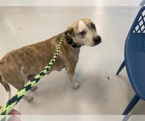 Medium American Staffordshire Terrier Mix