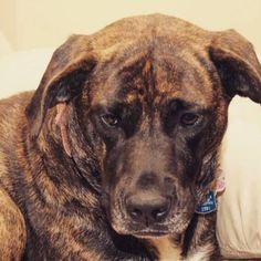 Cane Corso-Labrador Retriever Mix Dogs for adoption in BUFFALO, NY, USA