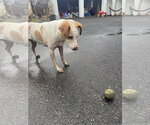 Small #4 Labrador Retriever Mix