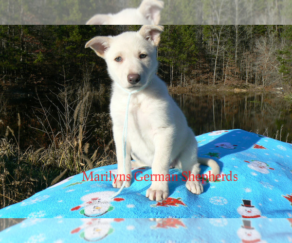 Medium Photo #5 German Shepherd Dog Puppy For Sale in PIEDMONT, MO, USA