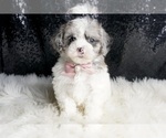 Small #2 Maltipoo