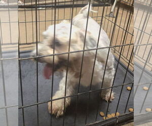 Shih Tzu-Unknown Mix Dogs for adoption in Jackson, MS, USA