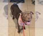 Small #10 American Staffordshire Terrier