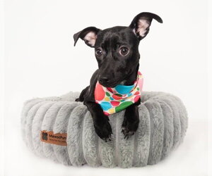 Chihuahua-Unknown Mix Dogs for adoption in Phoenix, AZ, USA