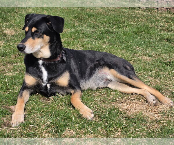 Medium Photo #2 Doberman Pinscher-Siberian Husky Mix Puppy For Sale in Minneaoplis, MN, USA