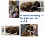 Puppy Black Ribbon Boxer