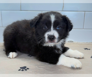 Medium Australian Shepherd