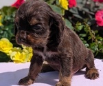 Small #1 Cocker Spaniel