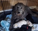 Small Photo #41 Goldendoodle Puppy For Sale in LOUISA, VA, USA