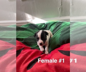 Jack Russell Terrier Puppy for sale in BOLIVAR, TN, USA