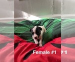 Image preview for Ad Listing. Nickname: Lily